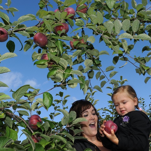 6 vergers près de Montréal où cueillir des pommes cet automne